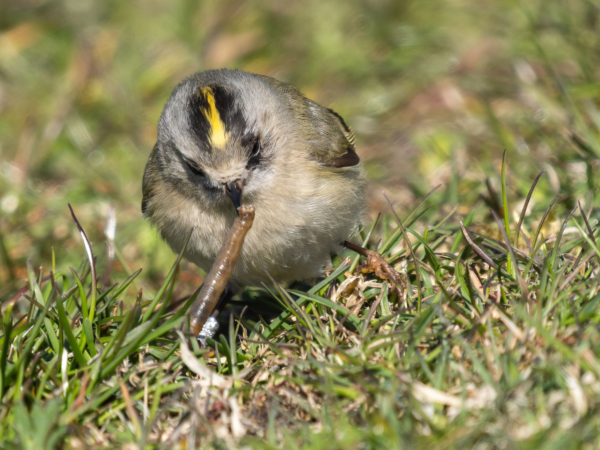 343 260424 1529 H  1HR5111 DxO DeepPRIME 3